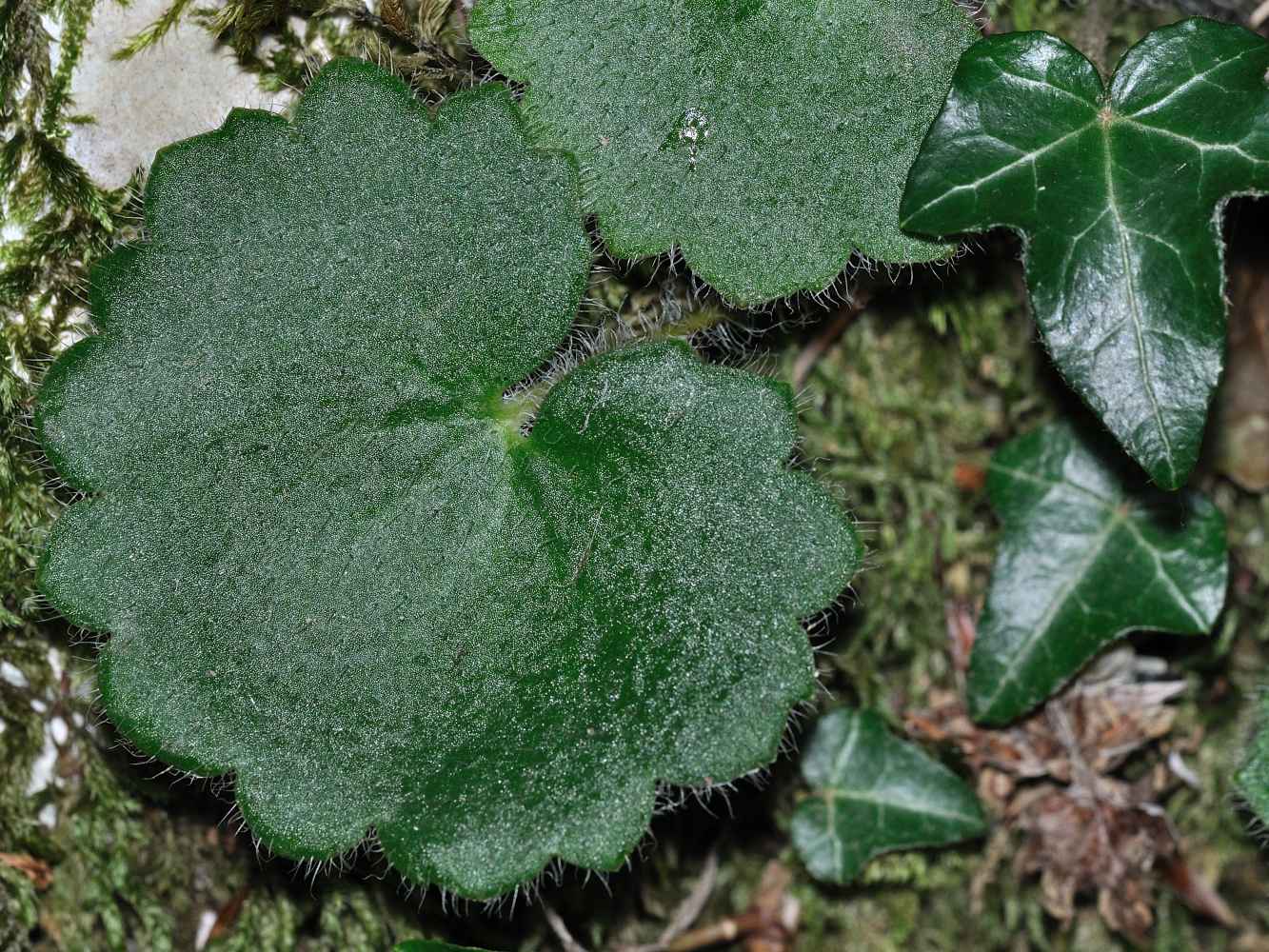 Saxifraga rotundifolia